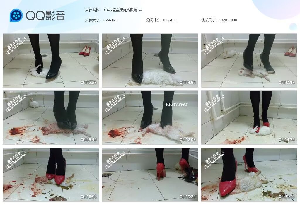 3164-堂主黑红高