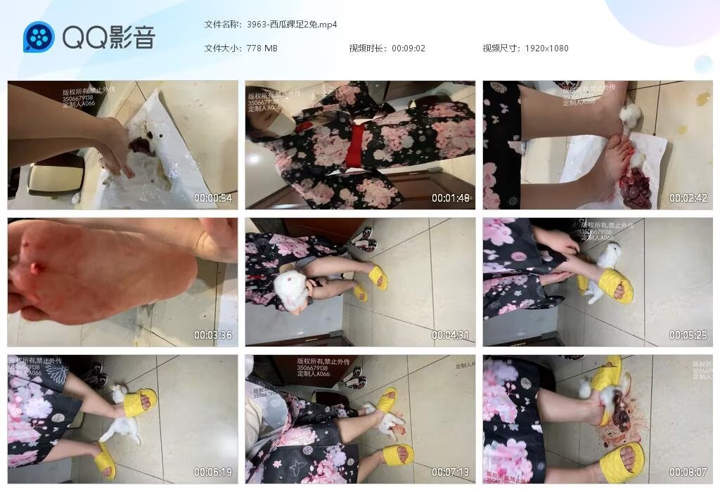 3963-西瓜裸足2兔