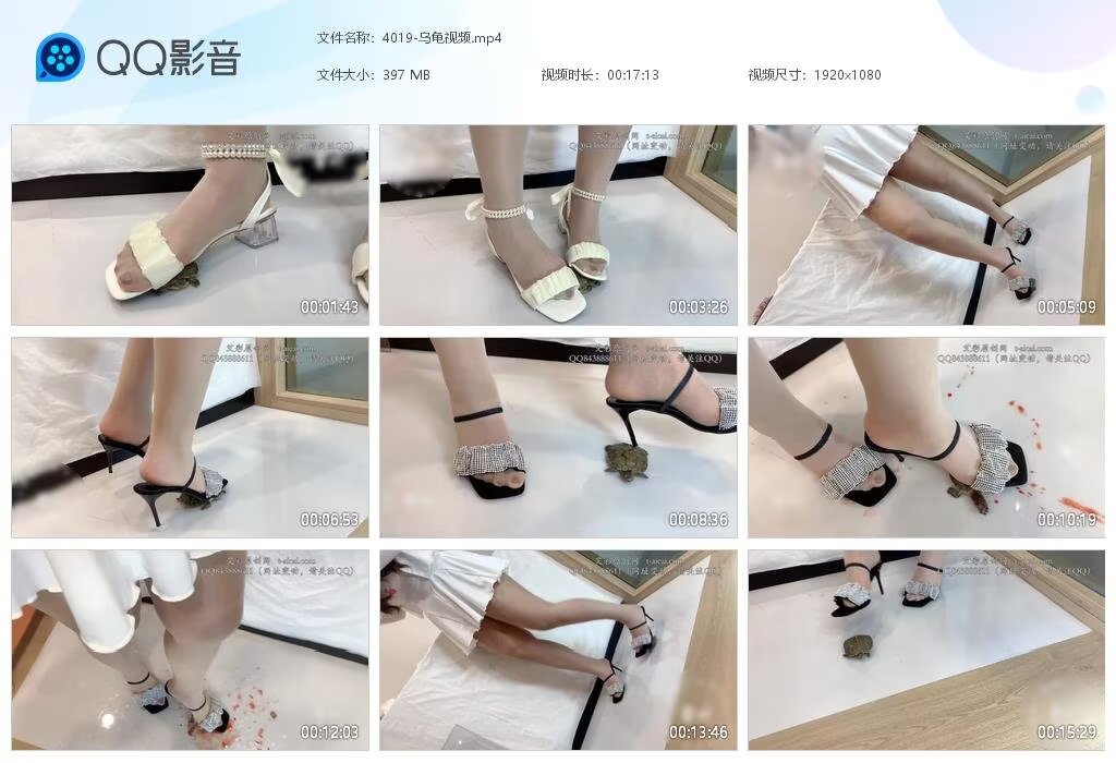 4019-乌龟视频2
