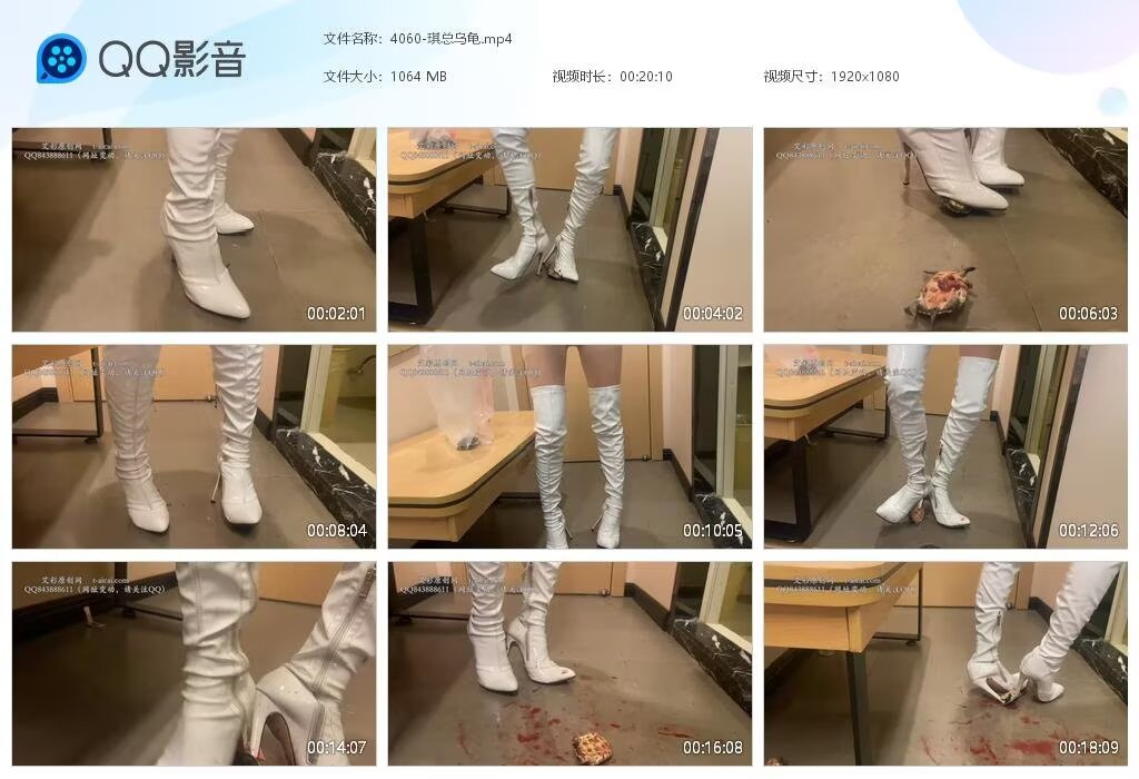 4060-琪总乌龟2