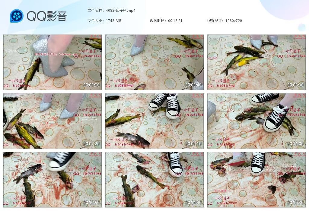 4082-团子鱼202