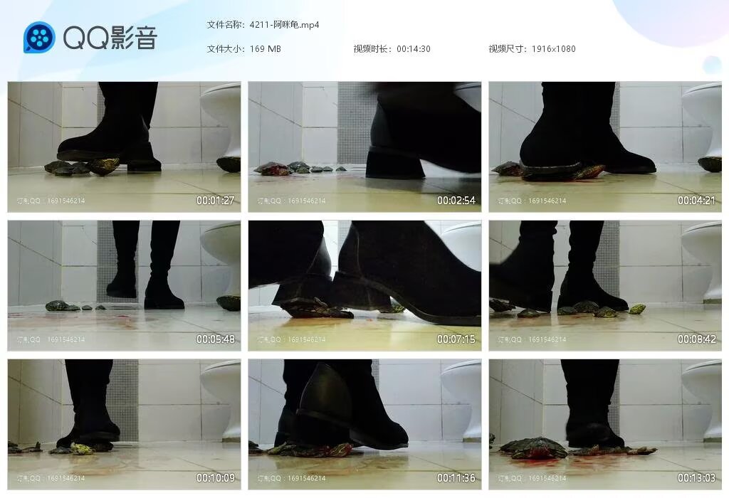 4211-阿咪龟202