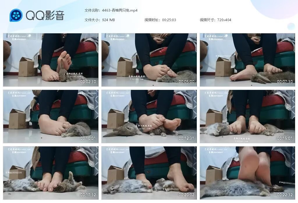 4463-青柚两只兔