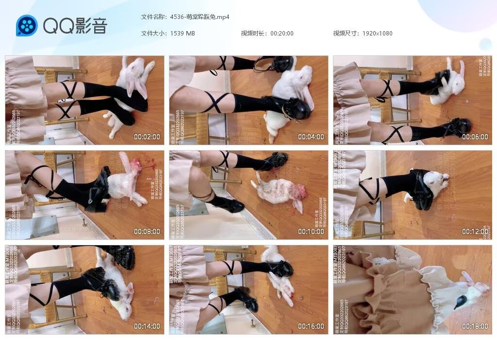 4536-萌棠跺踩兔
