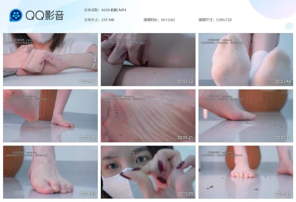 4608-蚂蚁20250