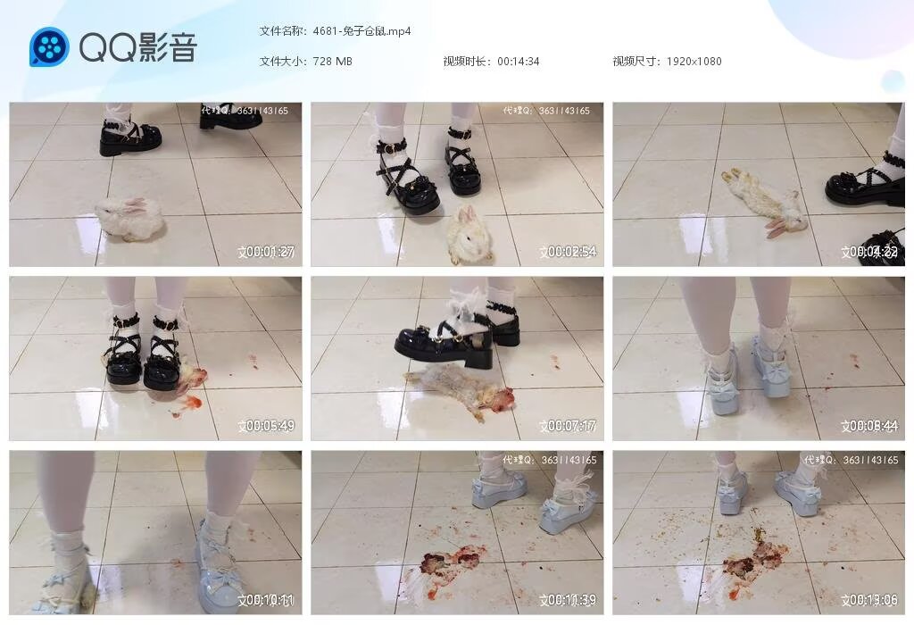 4681-兔子仓鼠2