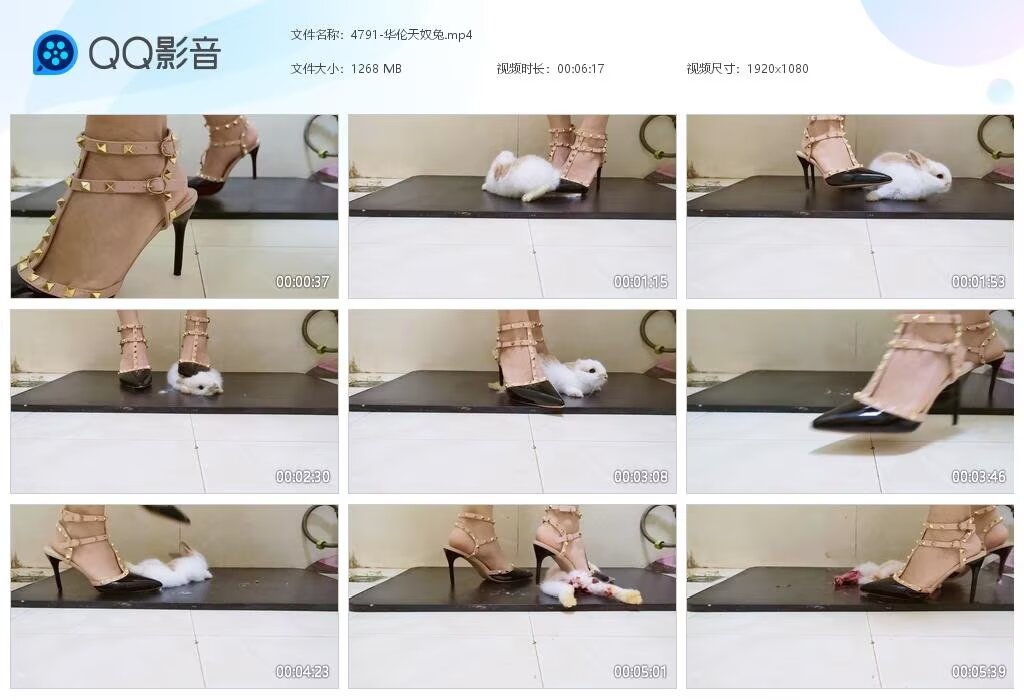 4791-华伦天奴兔