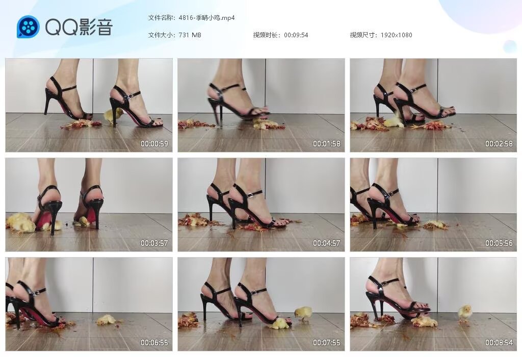 4816-季晴小鸡2