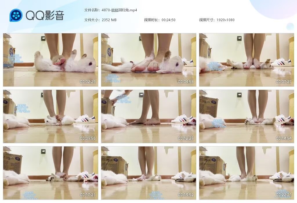 4870-晨晨回归兔
