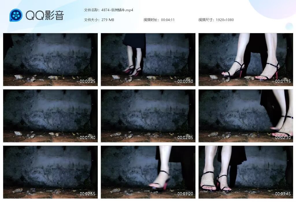 4874-非洲蜗牛2