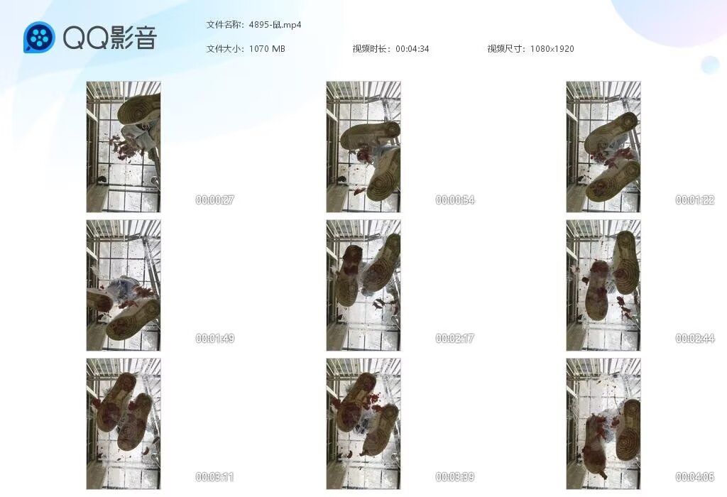 4895-鼠2025061