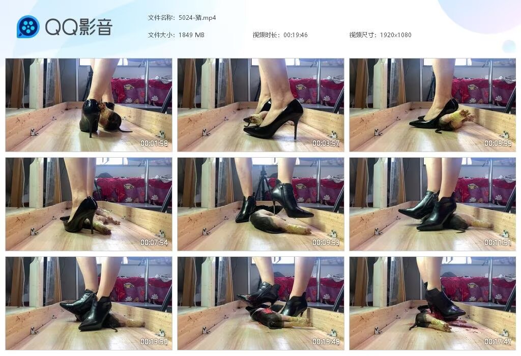 5024-猪2025081