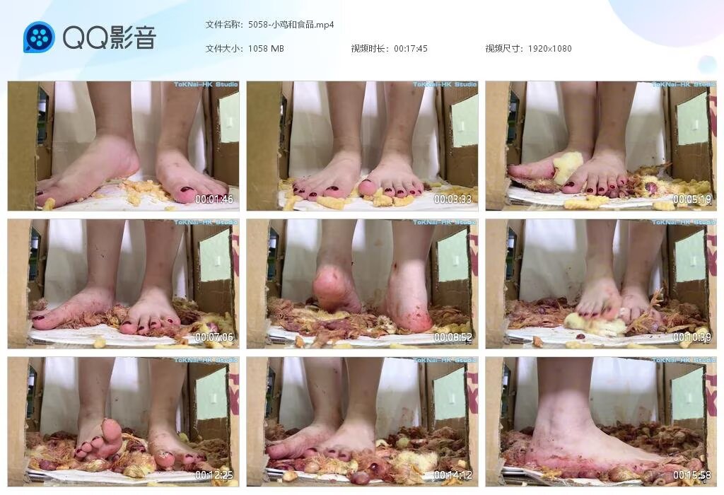 5058-小鸡和食品