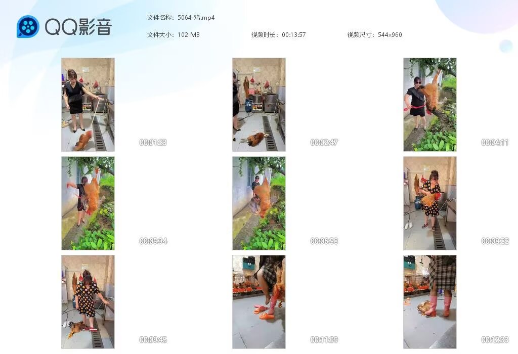 5064-鸡2025090