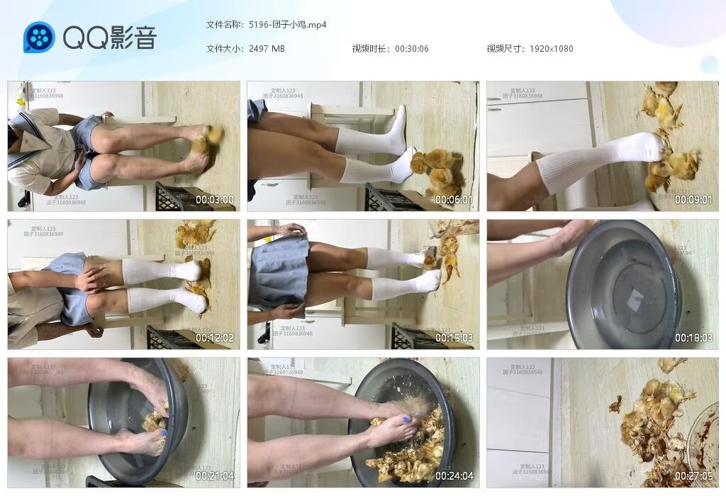 5196-团子小鸡2