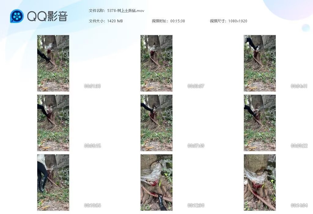 5378-树上土拨鼠