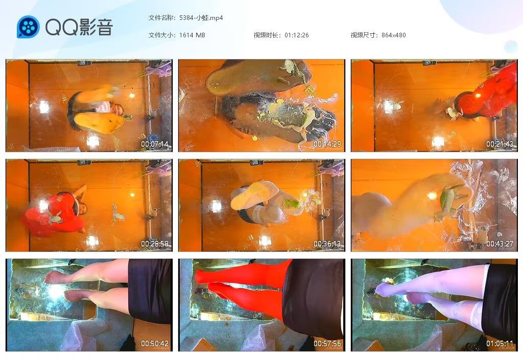 5384-小蛙20230
