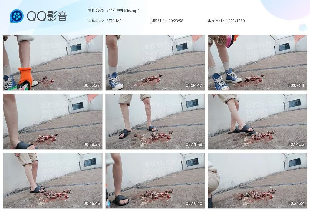 5443-户外多鼠2