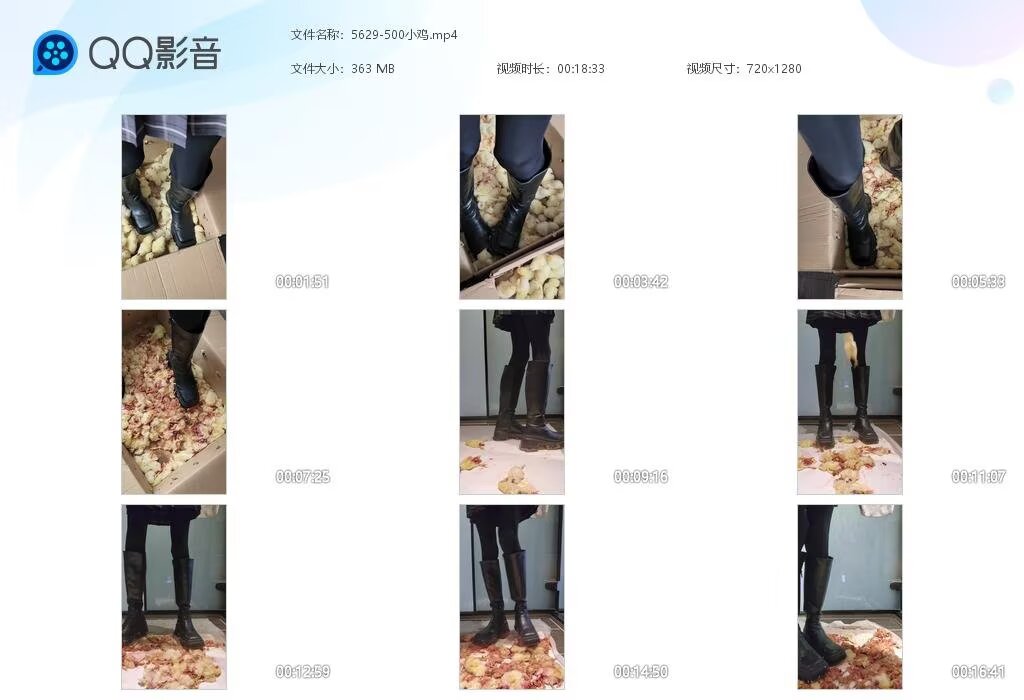 5629-500小鸡202603