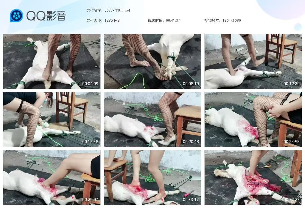 5677-羊但20260