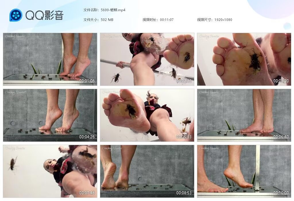 5699-蟋蟀20250